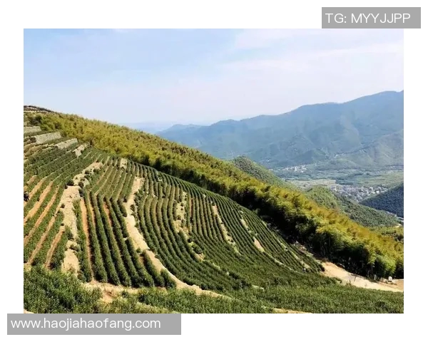 贵阳姚明涛：探索城市发展与文化传承的创新之路